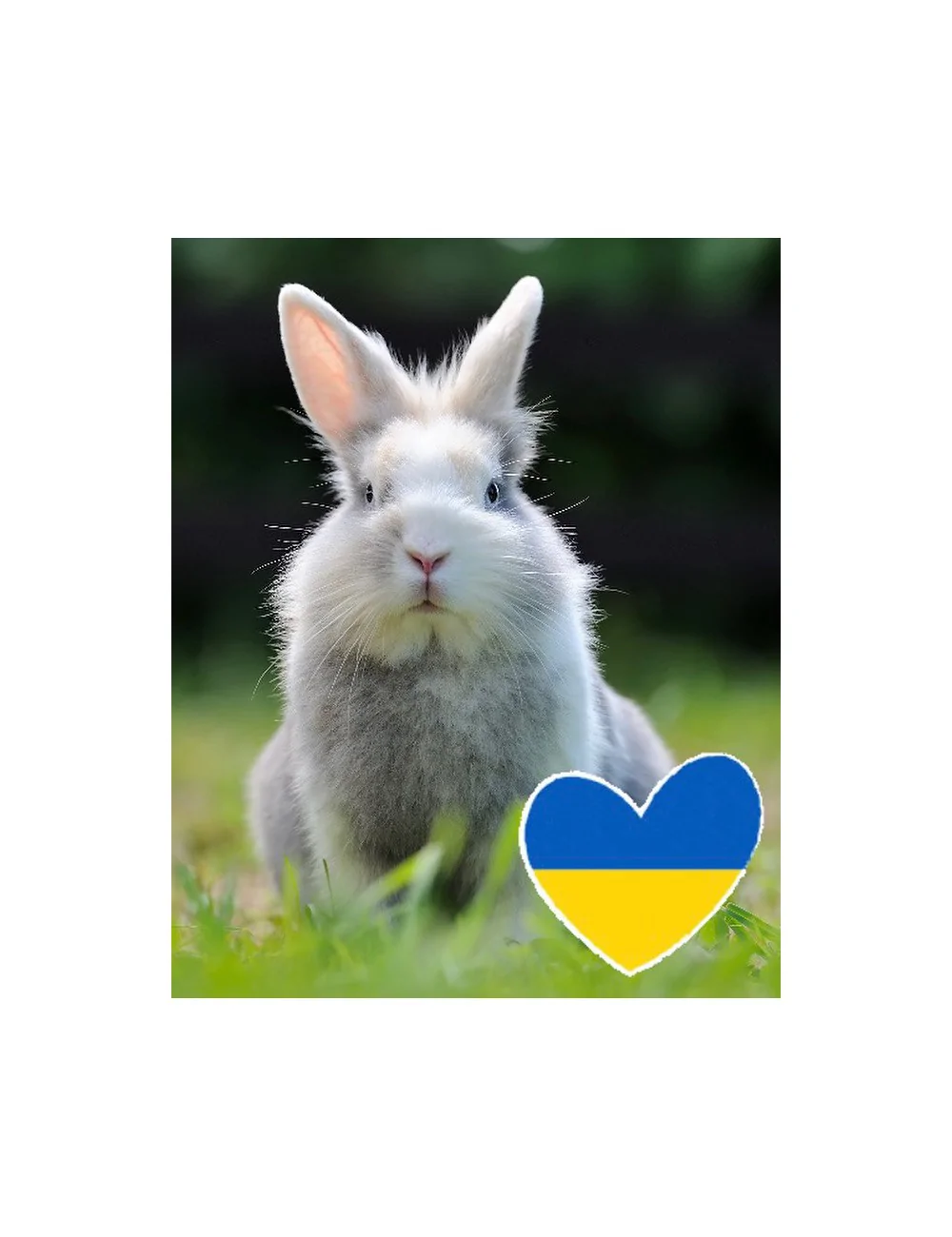 Heupäckchen hilft Tieren in der Ukraine!