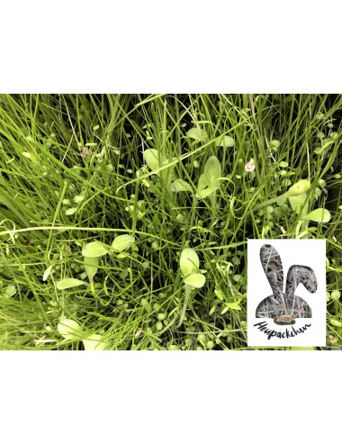 Kaninchen-Wiese - Grassamen 200g